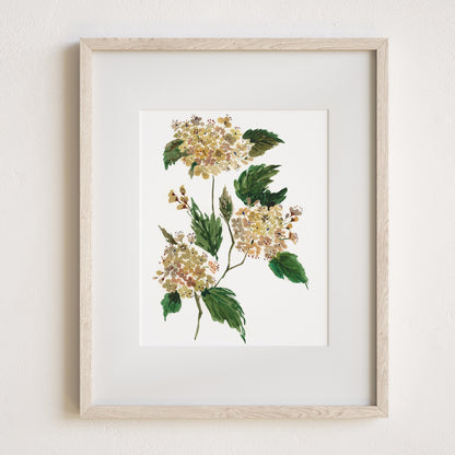 Hydrangea Art Print, 8x10" with frame and mat